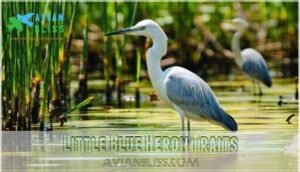 little blue heron traits