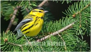magnolia warbler