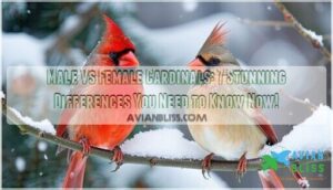 male vs female cardinals