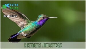mexican violetear