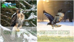 migratory and non-migratory hawks