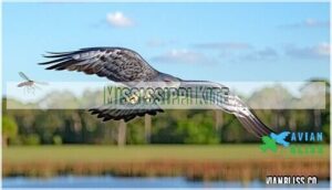 mississippi kite