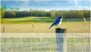 mountain bluebird: appearance and habitat