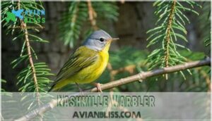 nashville warbler