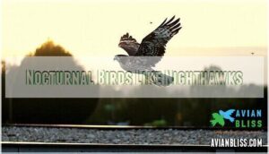 nocturnal birds like nighthawks
