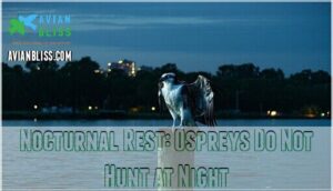 nocturnal rest: ospreys do not hunt at night