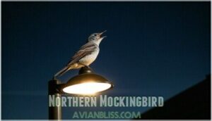 northern mockingbird