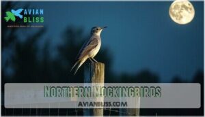 northern mockingbirds northern mockingbirds