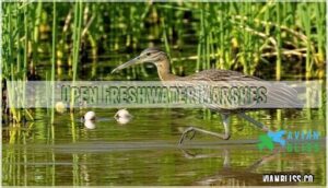 open freshwater marshes