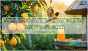 oriole birds in california