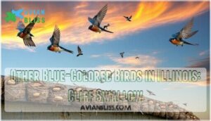 other blue-colored birds in illinois: cliff swallow