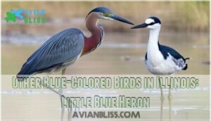 other blue-colored birds in illinois: little blue heron