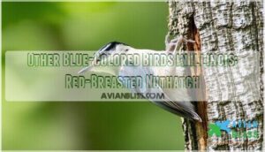 other blue-colored birds in illinois: red-breasted nuthatch
