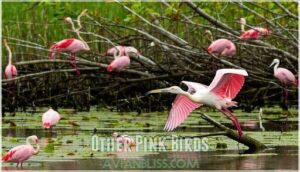 other pink birds