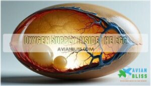 oxygen supply inside the egg