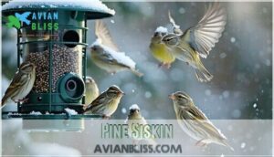 pine siskin