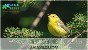pine warbler