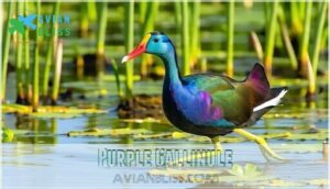 purple gallinule