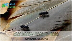 rare cases: fleas on birds