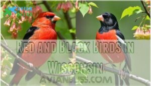 red and black birds in wisconsin