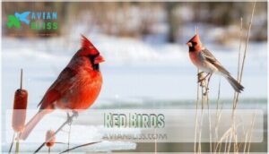 red birds