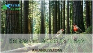 red crossbill coniferous forests