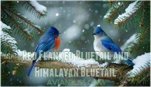 red flanked bluetail and himalayan bluetail
