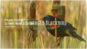 red-winged blackbird