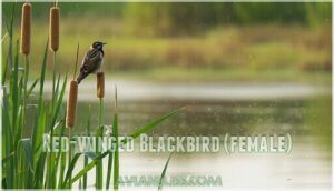 red-winged blackbird (female)