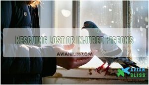 rescuing lost or injured pigeons rescuing lost or injured pigeons