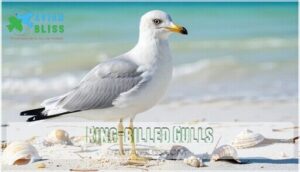 ring-billed gulls