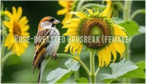 rose-breasted grosbeak (female)