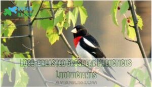 rose-breasted grosbeak pheucticus ludovicianus