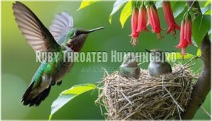 ruby throated hummingbird