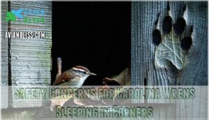 safety concerns for carolina wrens sleeping in corners