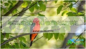 scarlet tanager piranga olivacea