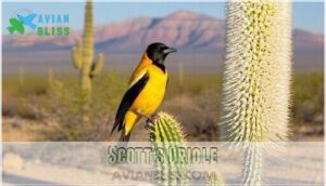 scott's oriole