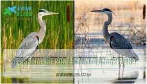 seasonal heron activity in arizona