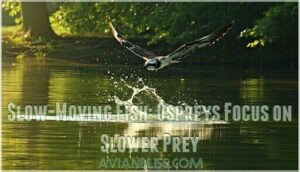 slow-moving fish: ospreys focus on slower prey