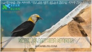 small black bird species
