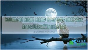 sounds of night birds