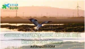 southern california: march and april ideal months to spot ospreys
