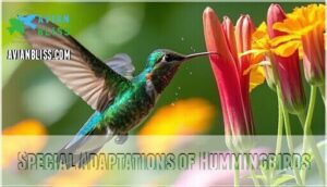special adaptations of hummingbirds