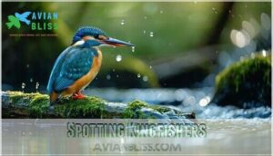 spotting kingfishers
