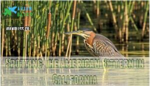 spotting the american bittern in california