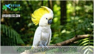 sulphur-crested cockatoo