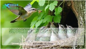 supporting nuthatch fledglings' growth