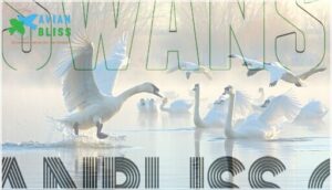 swans