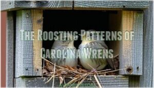 the roosting patterns of carolina wrens