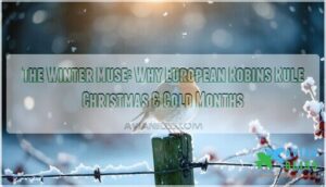 the winter muse why is the european robin associated with winter